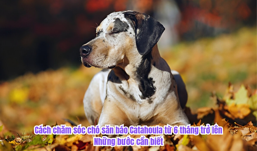 Cách chăm sóc chó săn báo Catahoula từ 6 tháng trở lên: Những bước cần biết Cách chăm sóc chó săn báo Catahoula từ 6 tháng trở lên: Những bước cần biết