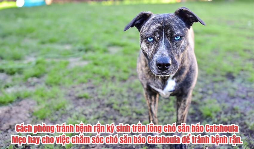 Cách phòng tránh bệnh rận ký sinh trên lông chó săn báo Catahoula: Mẹo hay cho việc chăm sóc chó săn báo Catahoula để tránh bệnh rận. Cách phòng tránh bệnh rận ký sinh trên lông chó săn báo Catahoula: Mẹo hay cho việc chăm sóc chó săn báo Catahoula để tránh bệnh rận.