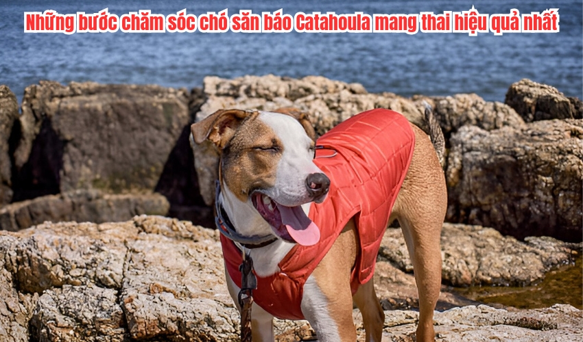 Những bước chăm sóc chó săn báo Catahoula mang thai hiệu quả nhất Những bước chăm sóc chó săn báo Catahoula mang thai hiệu quả nhất