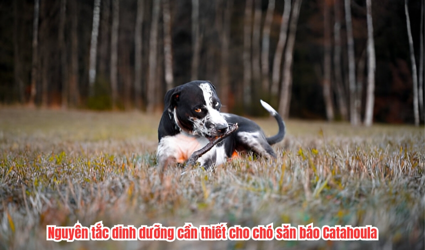 Nguyên tắc dinh dưỡng cần thiết cho chó săn báo Catahoula Nguyên tắc dinh dưỡng cần thiết cho chó săn báo Catahoula