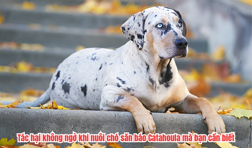 Tác hại không ngờ khi nuôi chó săn báo Catahoula mà bạn cần biết Tác hại không ngờ khi nuôi chó săn báo Catahoula mà bạn cần biết