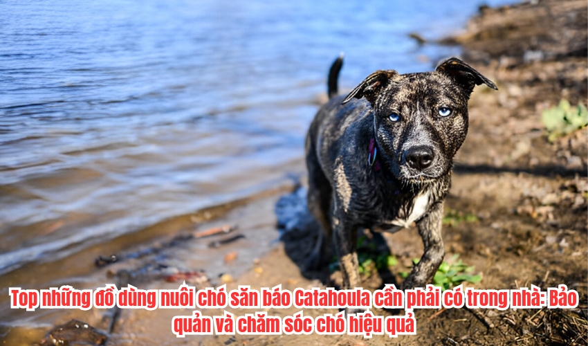 Top những đồ dùng nuôi chó săn báo Catahoula cần phải có trong nhà: Bảo quản và chăm sóc chó hiệu quả Top những đồ dùng nuôi chó săn báo Catahoula cần phải có trong nhà: Bảo quản và chăm sóc chó hiệu quả